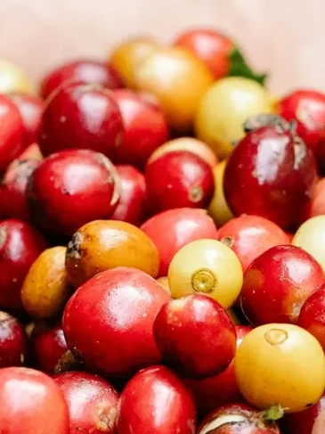 Close-up of ripe coffee cherries in red and yellow hues.