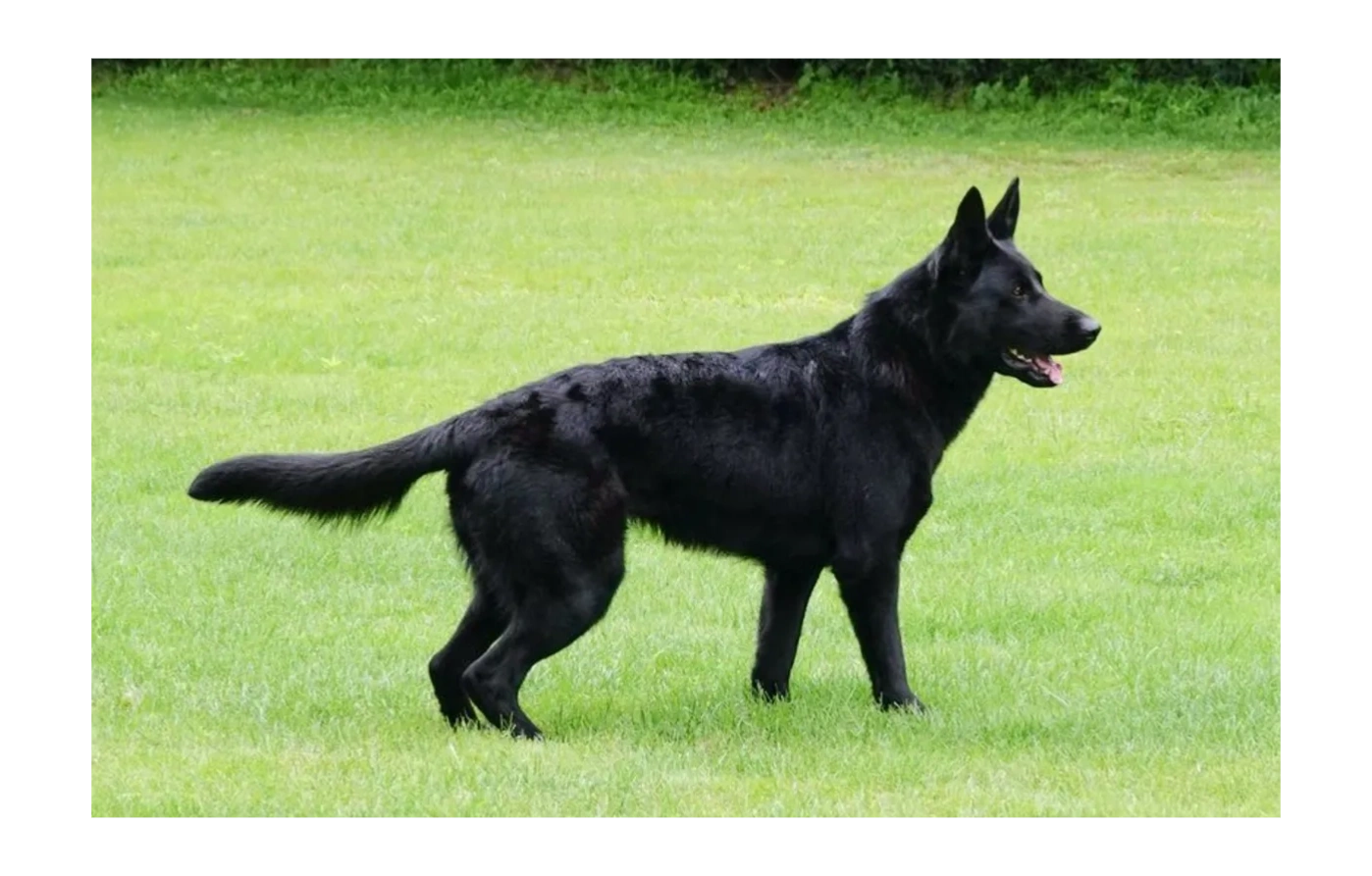 breed-survey-defined