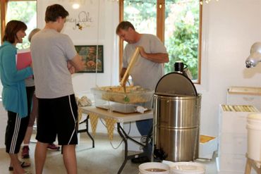 Harvesting honey