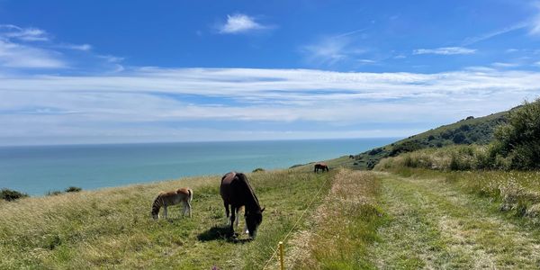 Family of horses eating grass. Family relationships. Mediation, Arbitration, family law, Divorce.