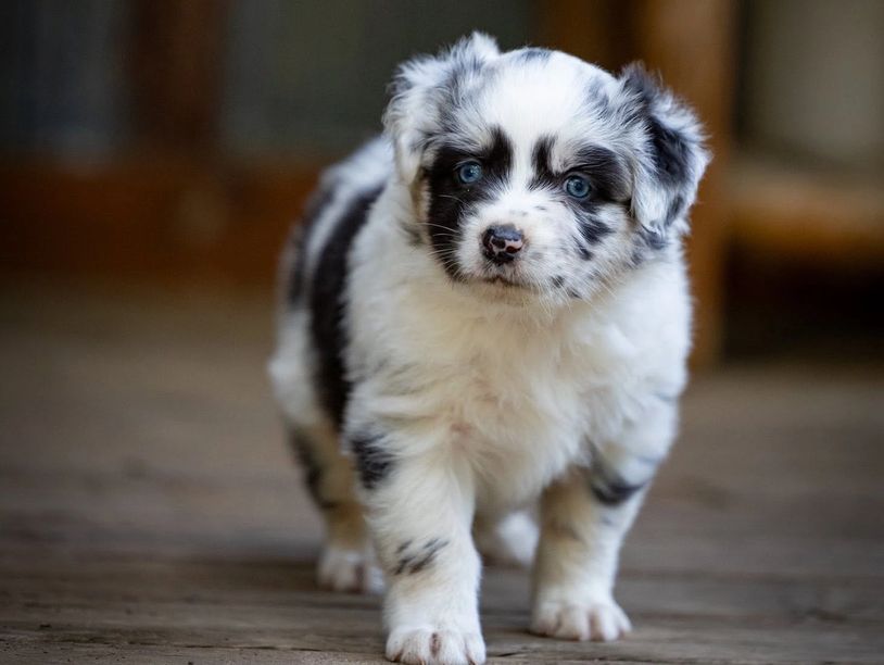 Fluffy black and white puppy with striking blue eyes.