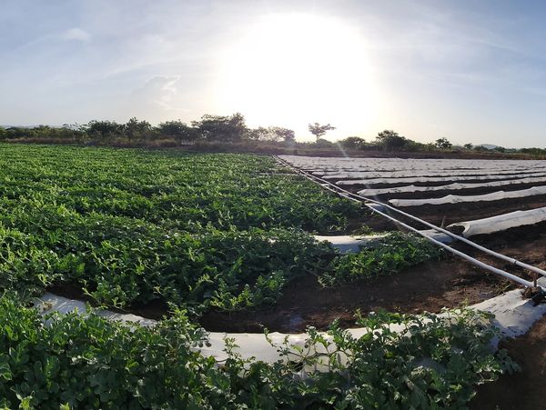 Using crop row covers to grow watermelons