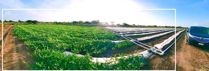 A field with green crops and covered rows under clear blue sky beside a parked black vehicle.