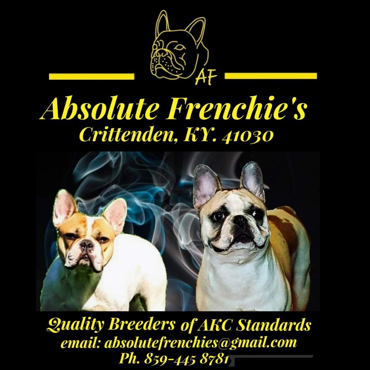 Absolute Frenchie's French Bulldogs, AKC Registered