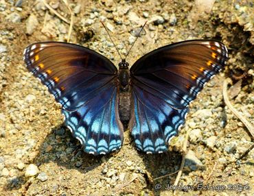 A vibrant blue and brown butterfly resting on the ground.