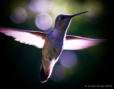 A hummingbird in mid-flight with glowing wings against a blurred background.