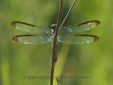 Dragonfly perched on a thin plant stem with wings spread.