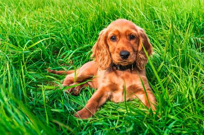 Cocker spaniel in lush green grass