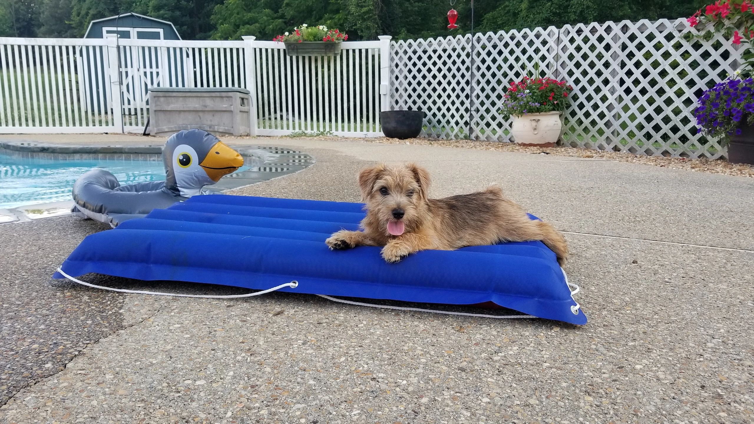 does the norfolk terrier like to swim