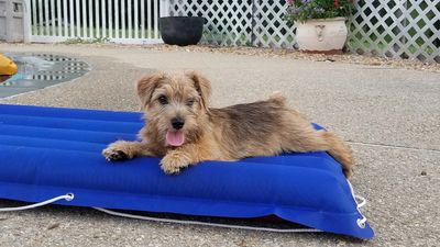 CH Juslyn Dove Hills Henry Danger