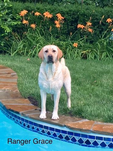 Dove hotsell hill labradors