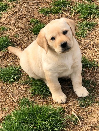 English Lab Puppies For Sale - change comin