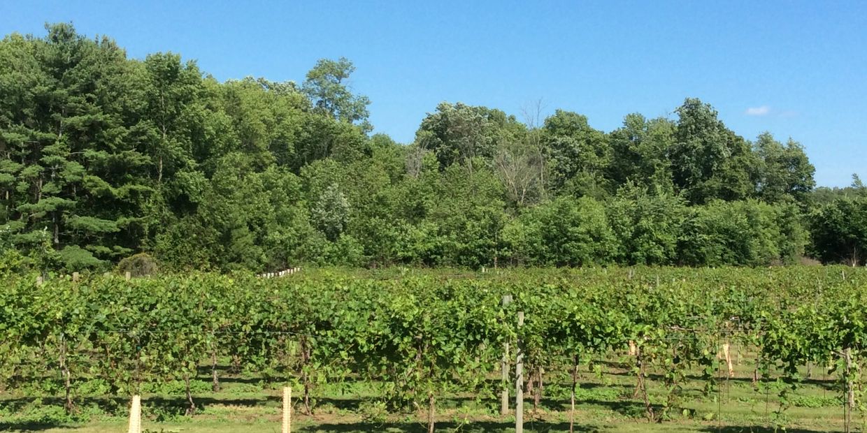 Red Oak Vineyard 