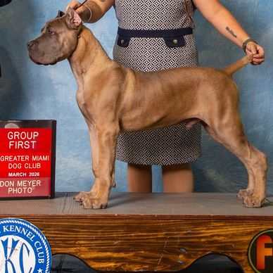 Champion dog posing proudly after winning first place at Greater Miami Dog Club show.