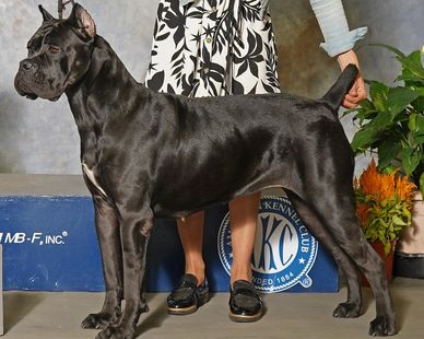 A sleek black dog standing in show pose with handler's hand on its tail.
