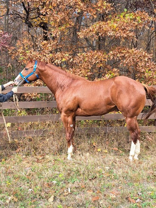 Premos Fearles Tease