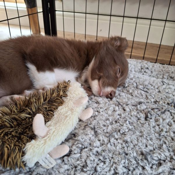 A brown and white puppy sleeps next to a plush hedgehog toy on a gray carpet.