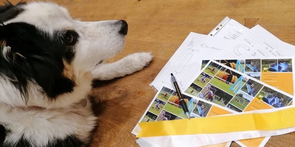 A dog looks at papers and photos on a wooden surface.