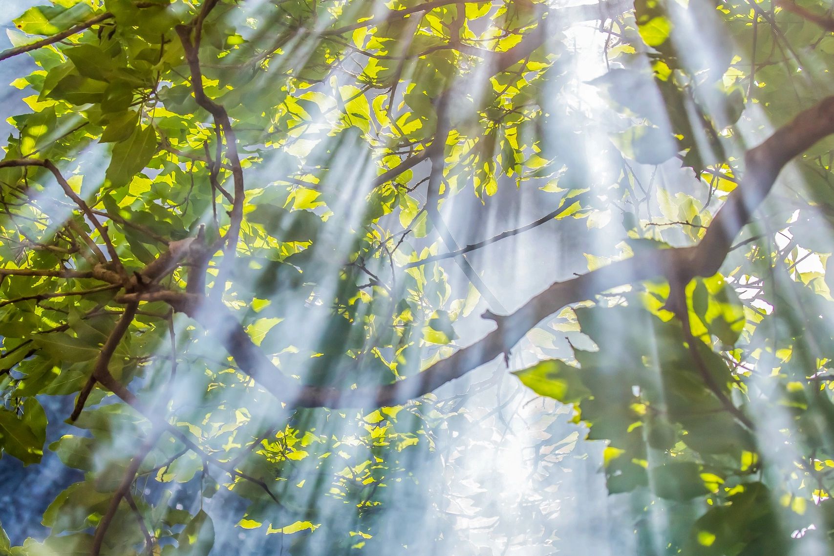Sunlight beams shining through green leaves and tree branches.
