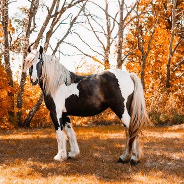 Black and white Gypsy mare standing in front of fall trees