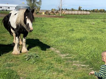 Horse looking at a young toddler.