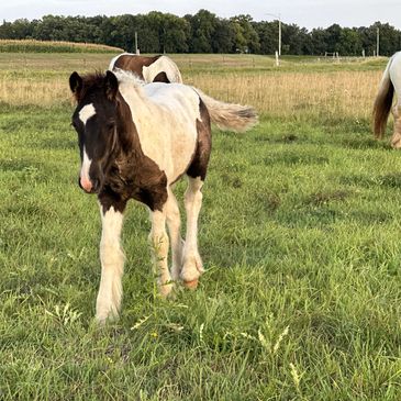 Black and white Gypsy Colt walking towards the camera in a green pasture. 