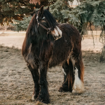 Bay horse with white  back leg and nose Gypsy Vanner Filly posing in front of a pine tree. 