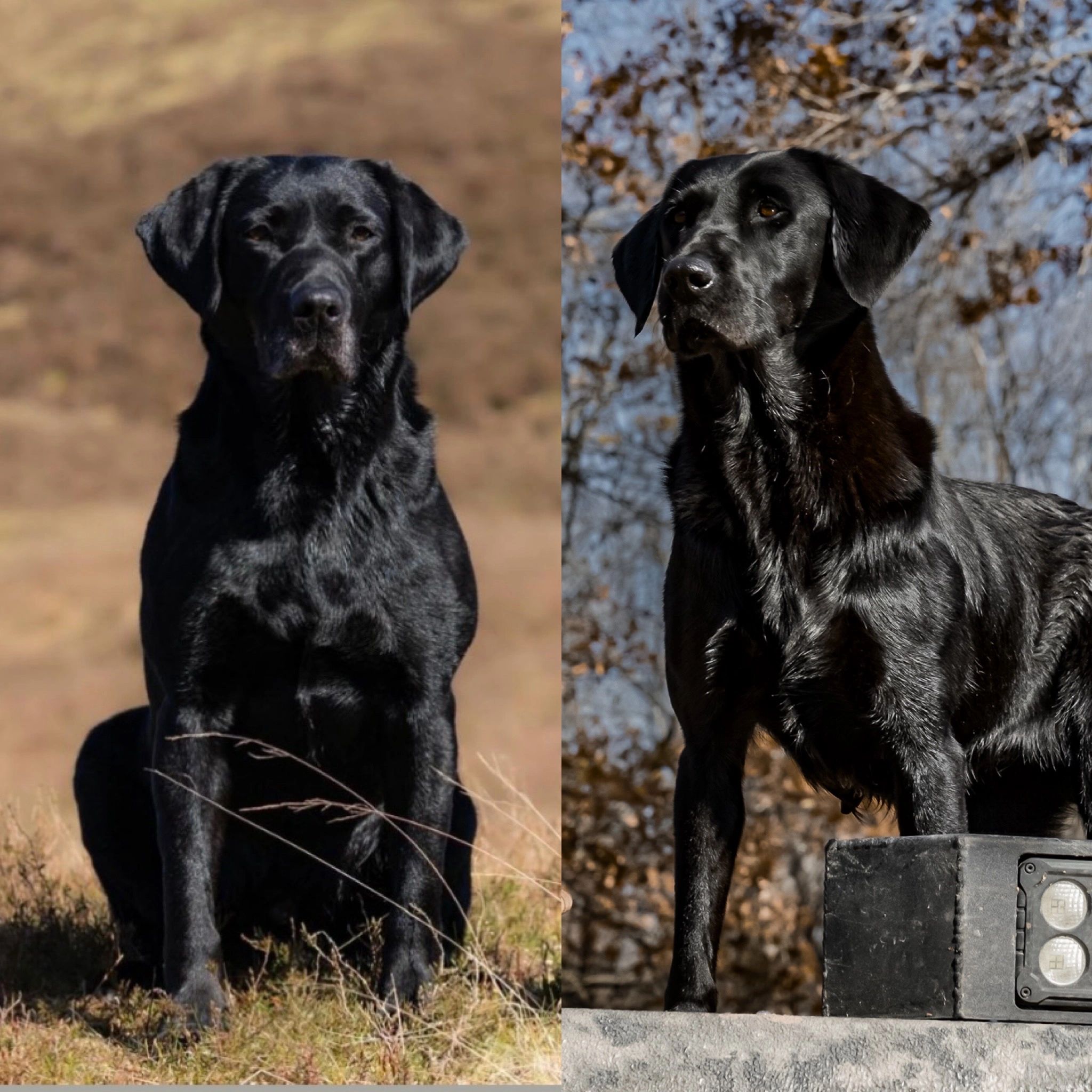 FTCh Rustler Master "Gus" 2024 IGL Winner
     Gus X Renley limited spots available