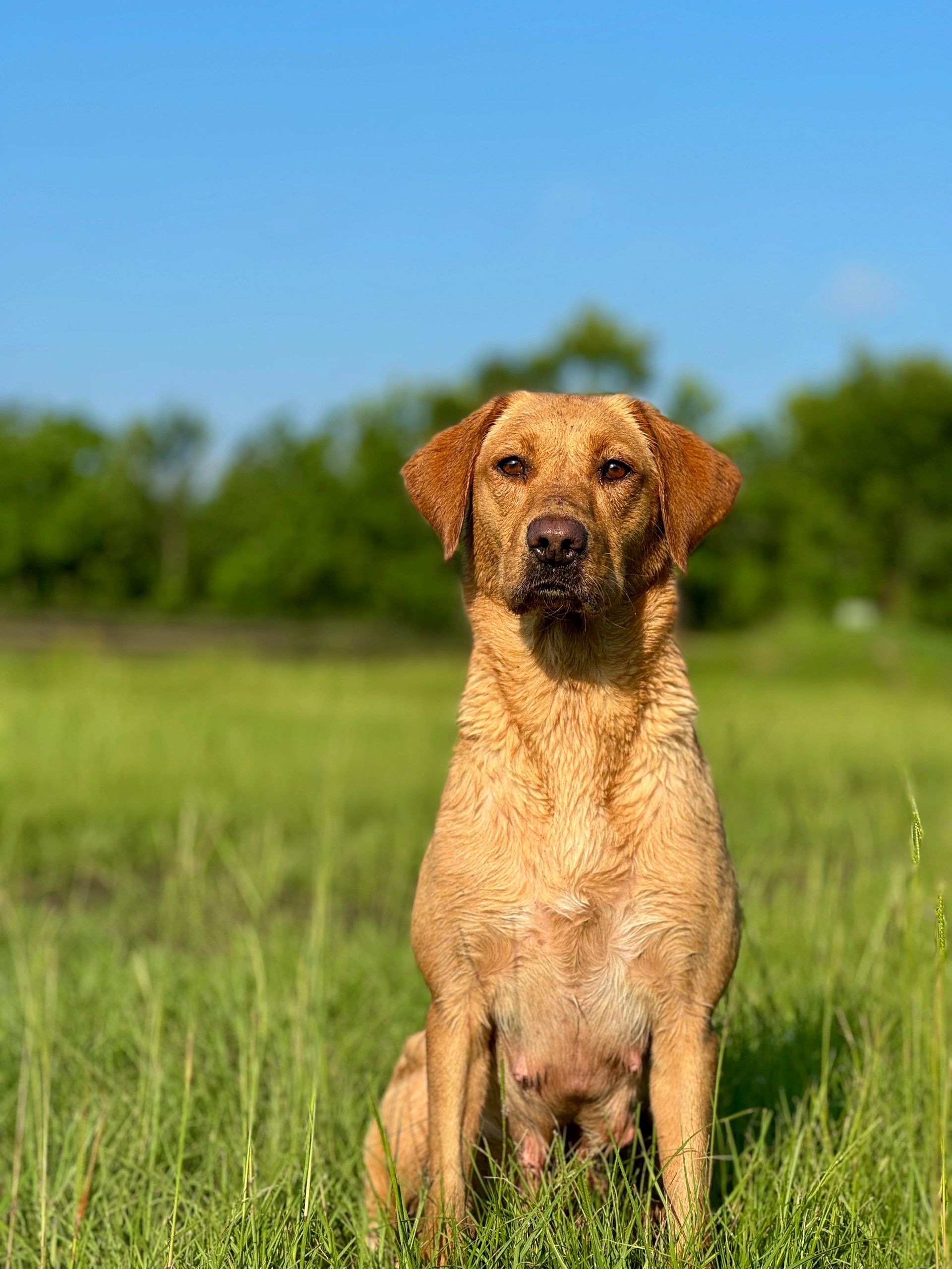                                 Reign 
 Male and female puppy picks available 2025. 