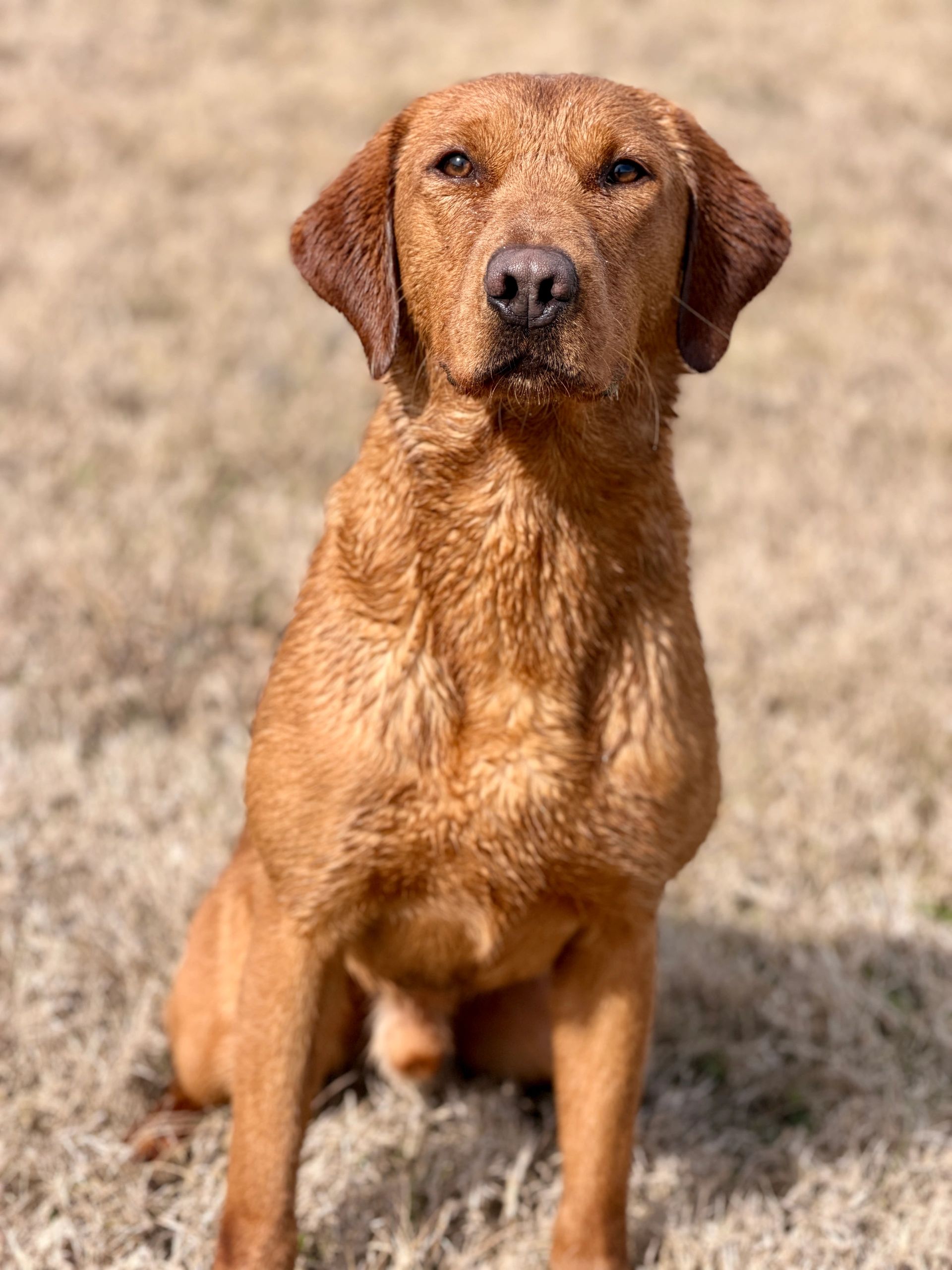 Blazing Gundogs Blaze 