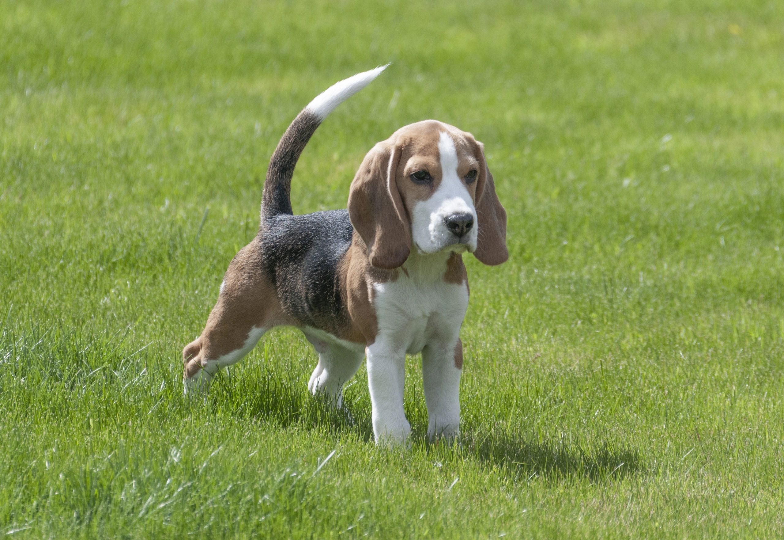 how much is a beagle puppy cost