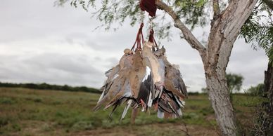 dove hunting trips south texas