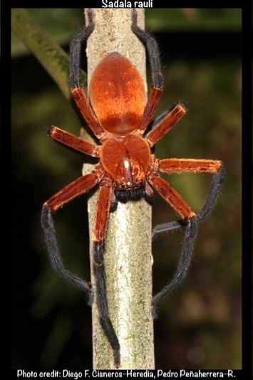 New Species of Giant Crab Spider Discovered in the  Rainforest