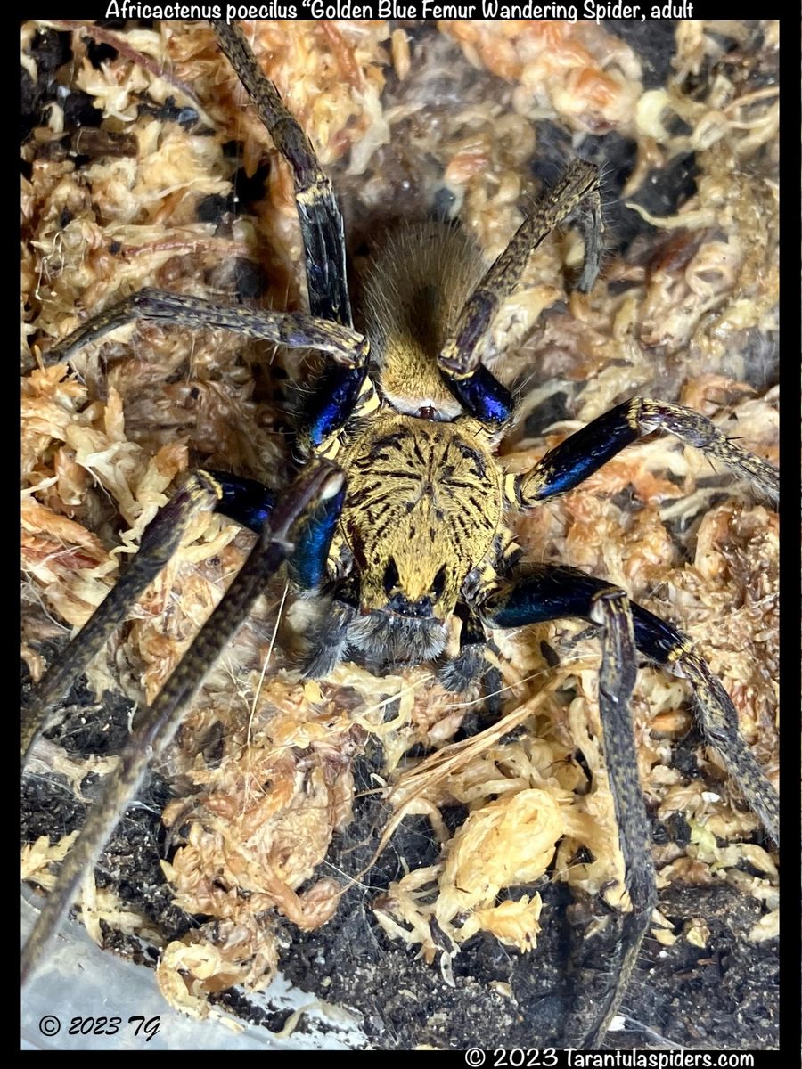 wandering spider pet