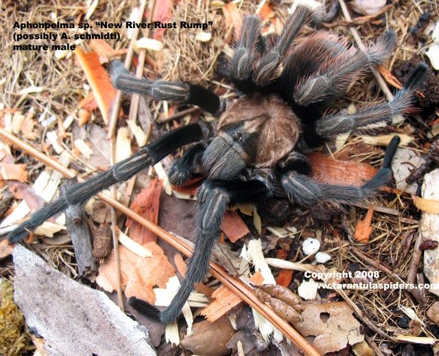 Aphonopelma chalcodes 