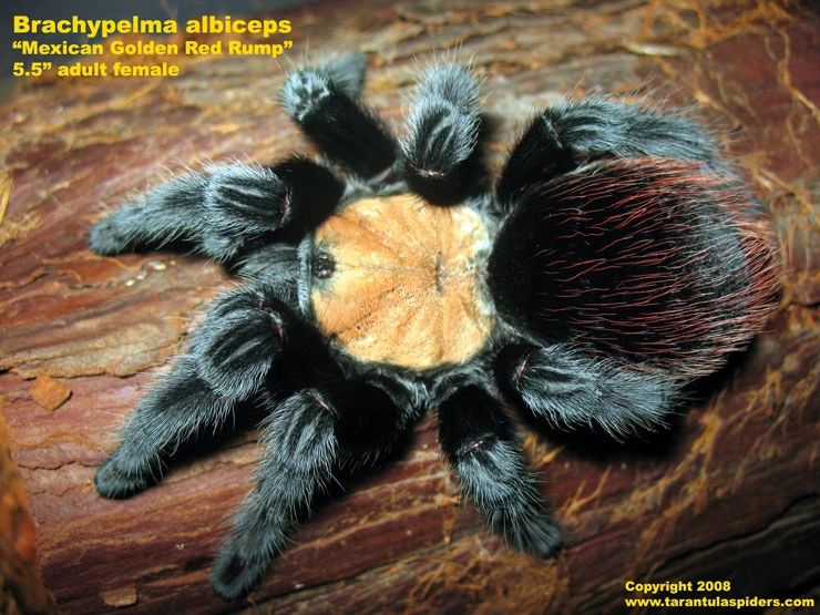 Brachypelma albiceps 