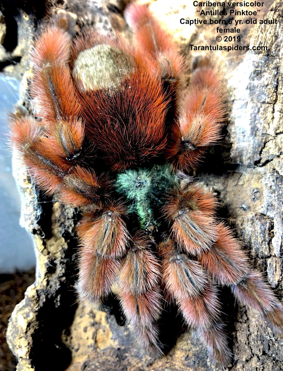 colorful tarantula