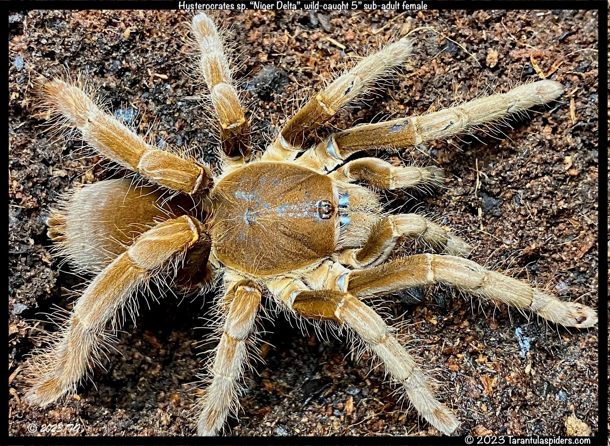 Hysterocrates Hysterocrates gigas | Eighth Element LLC