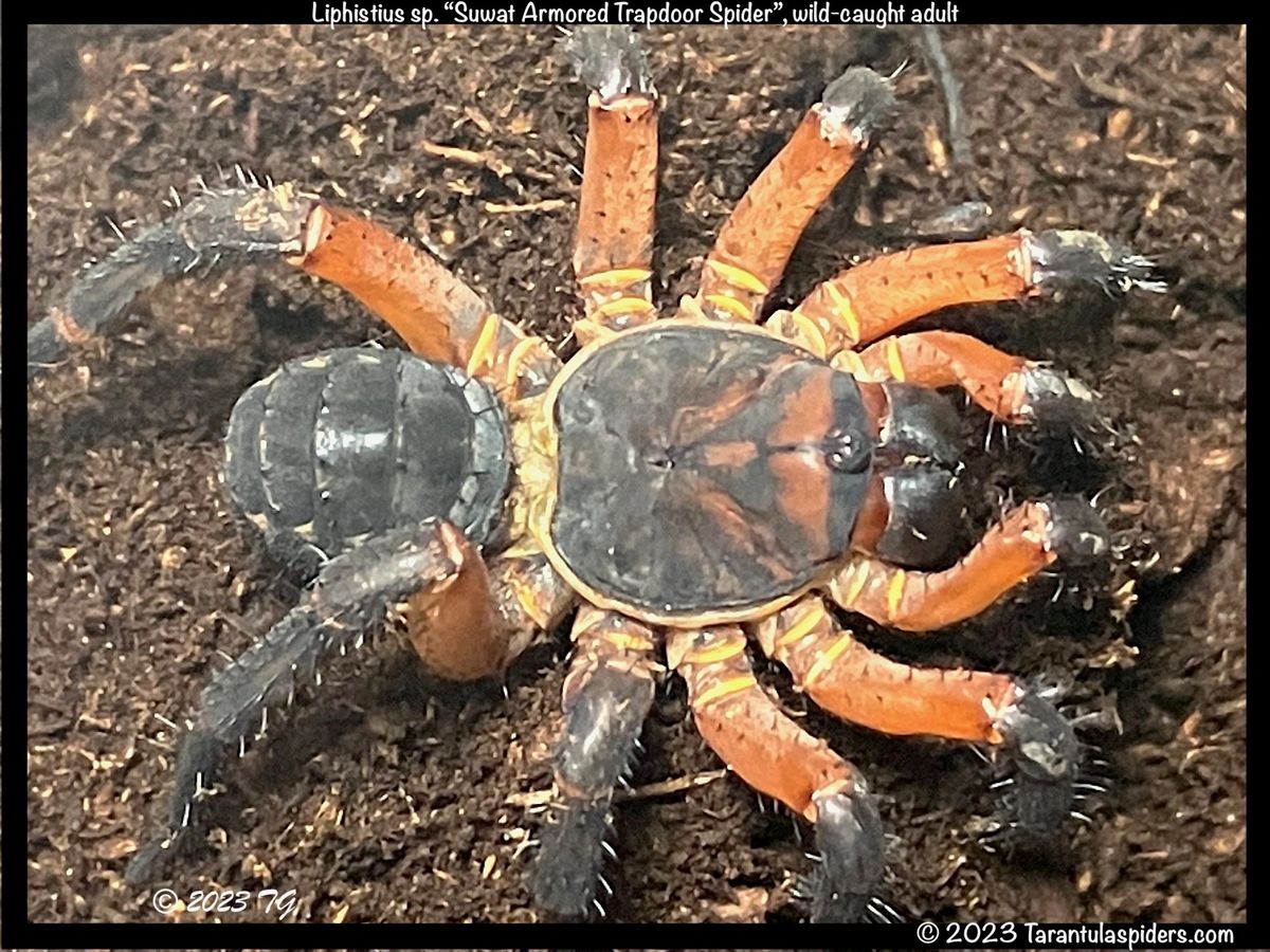 Liphistius ornatus "Suwat Ornate Armored Trapdoor Spider"