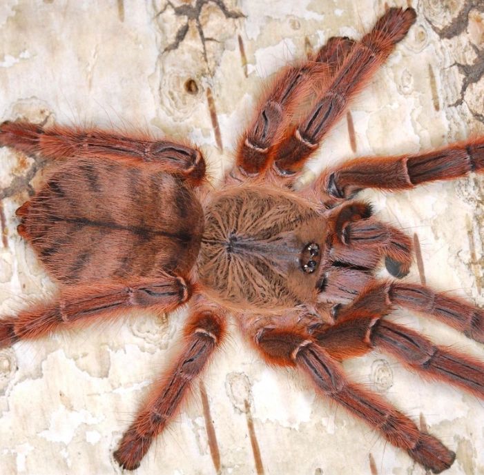 Phormingochilus rufus “Java Peach Earth Tiger”