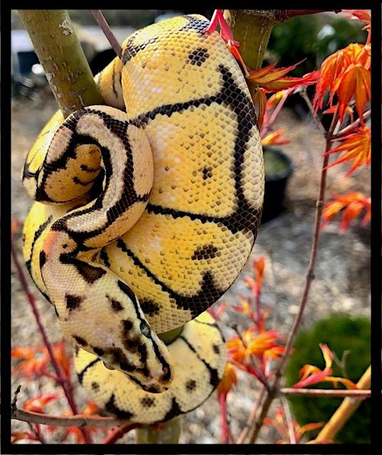 Python regius 