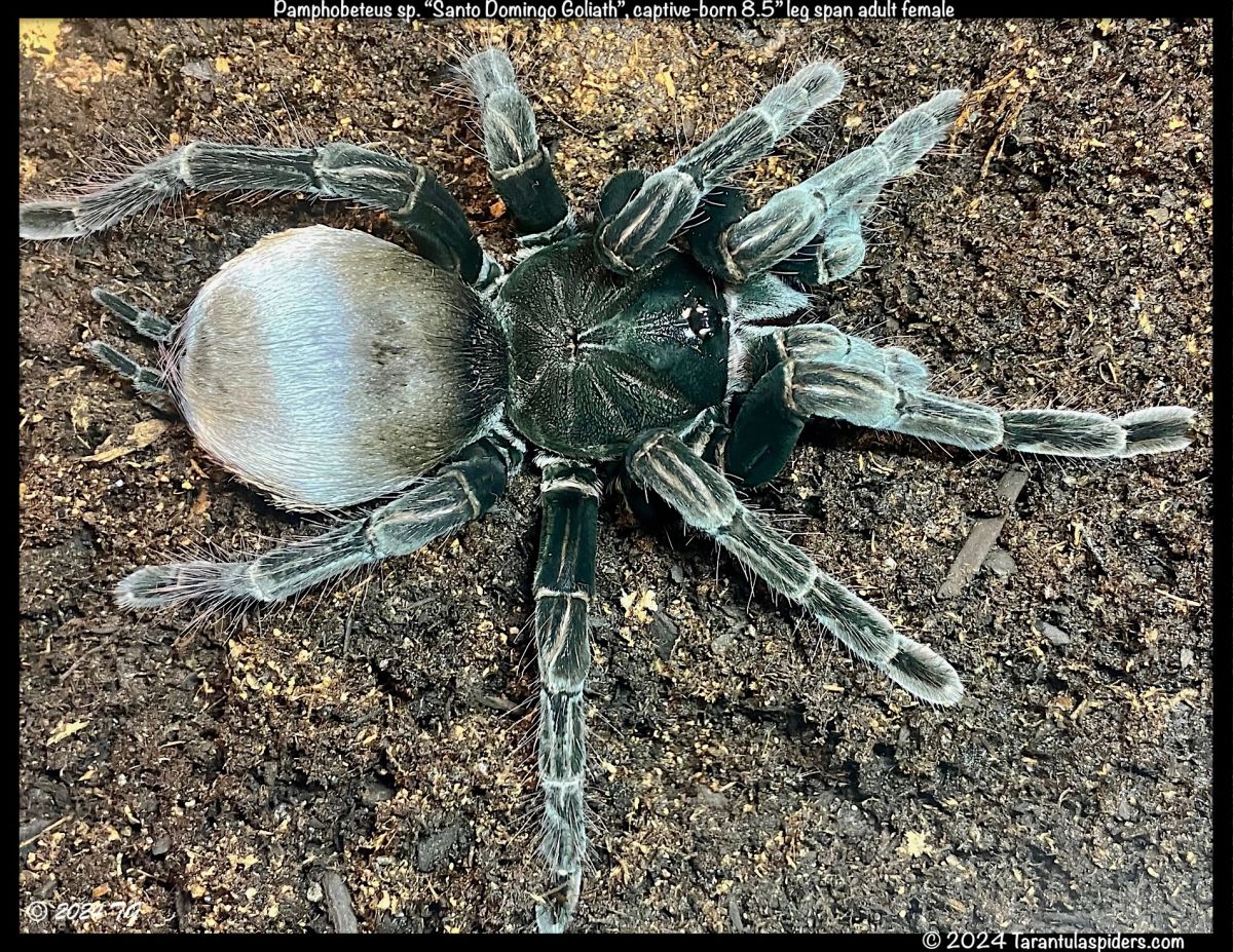 Pamphobeteus sp. "Santo Domingo Goliath"