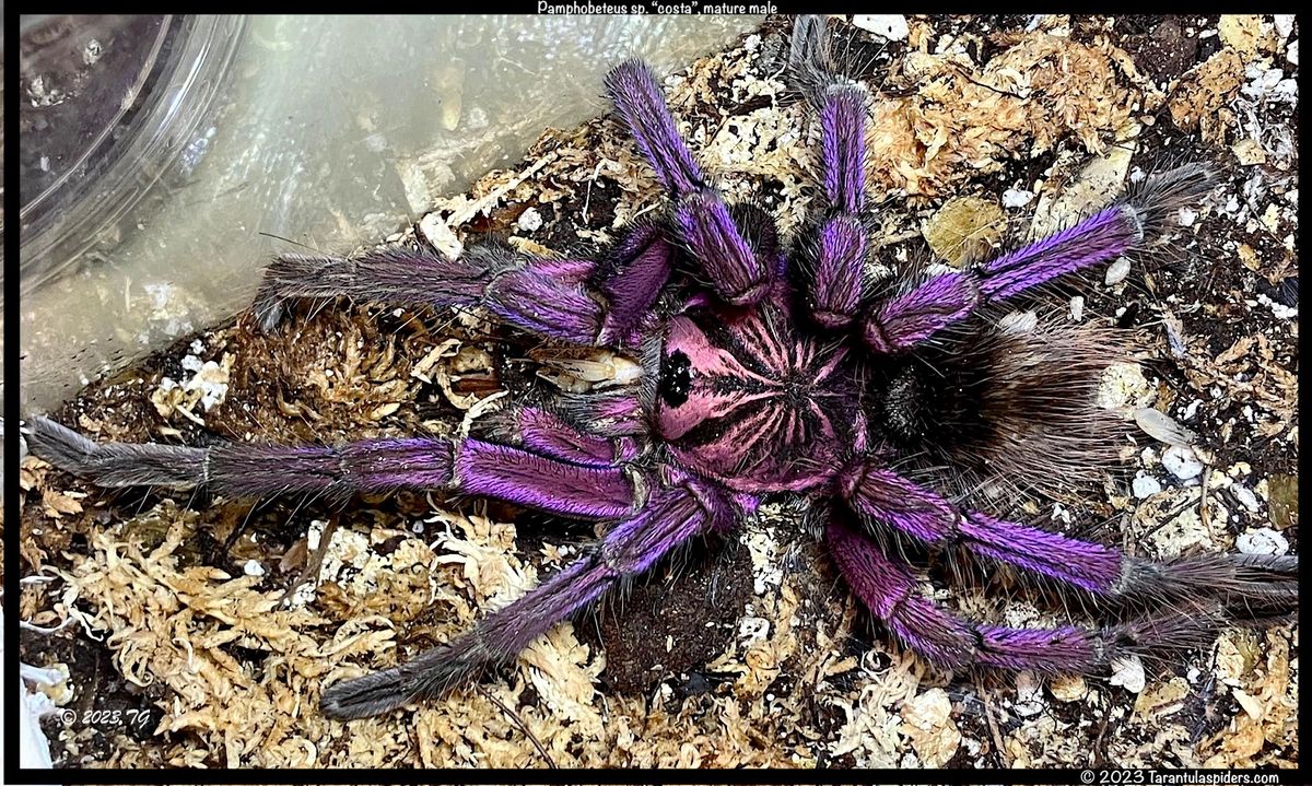 colorful tarantula