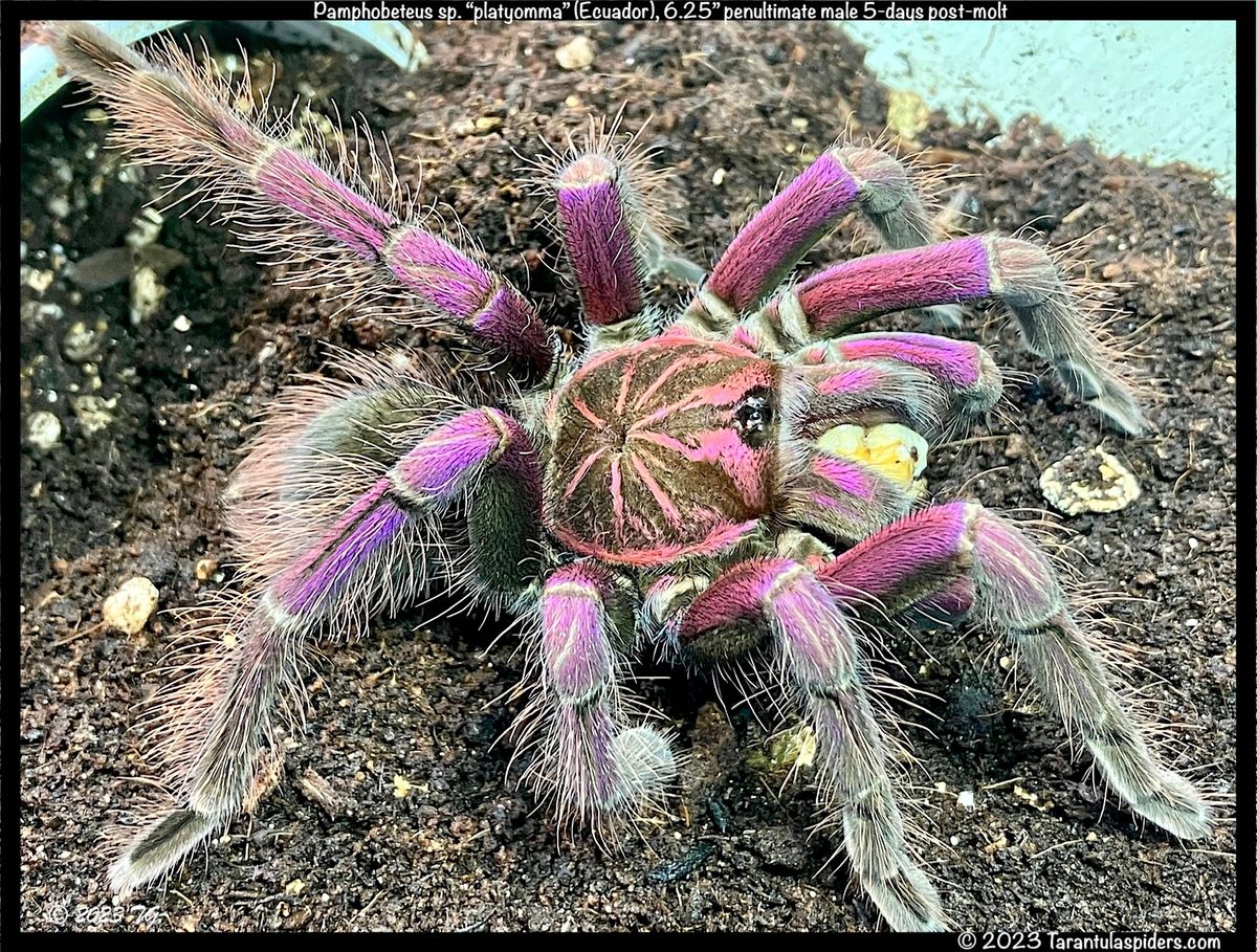 pink bloom tarantula