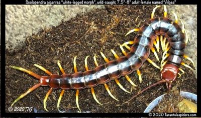 Centipede, Scolopendra