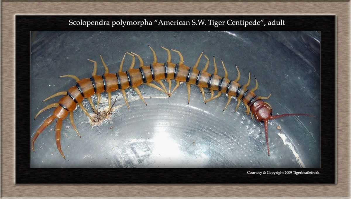 Scolopendra polymorpha Scolopendra polymorpha