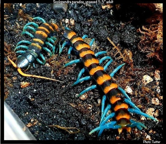 ペア売りです。Scolopendra paradoxa ペア売りです。Scolopendra paradoxa