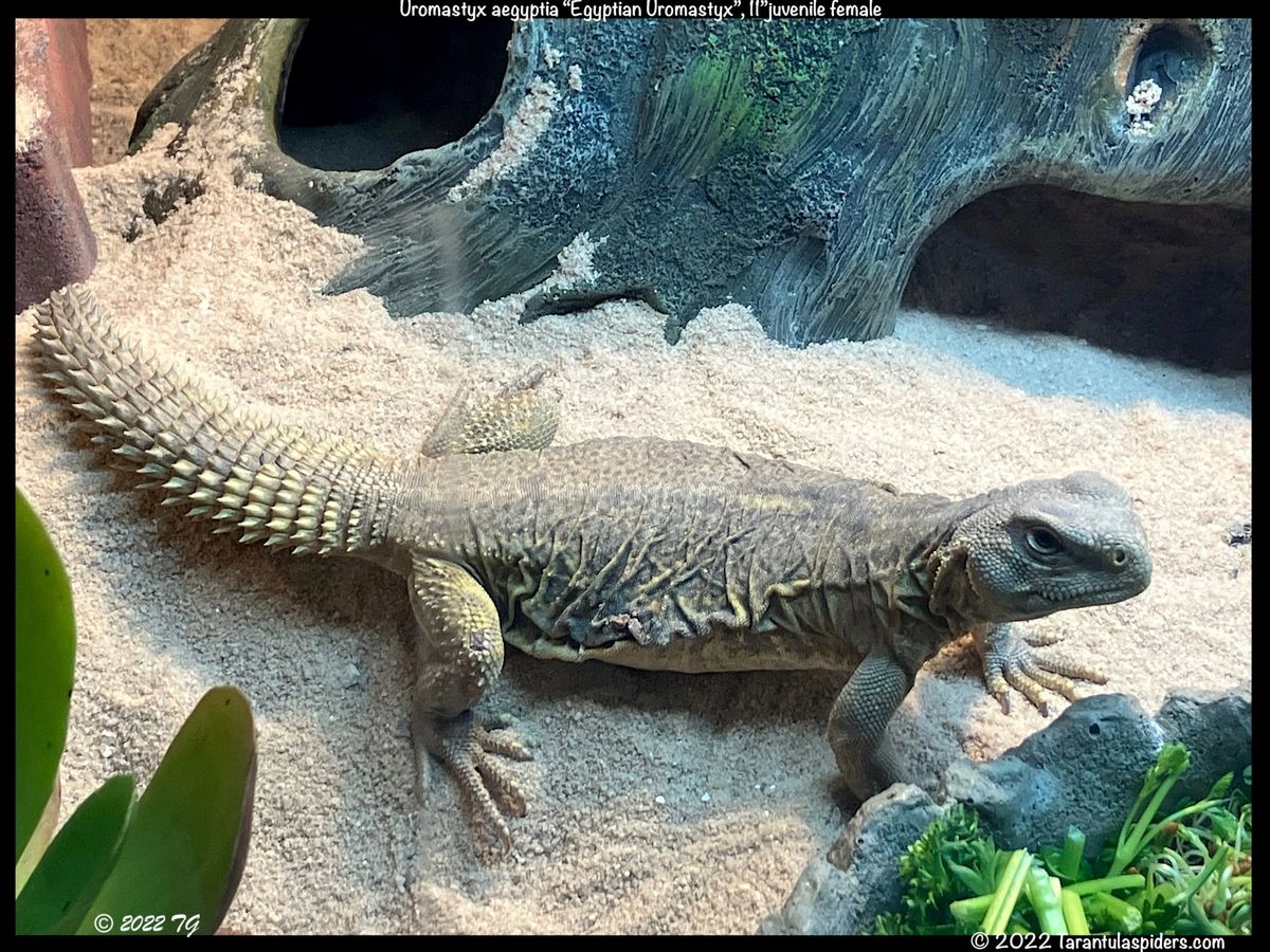 Uromastyx aegyptia \, image size:1200x900