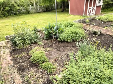 A well-maintained garden with various green plants and a red shed in the background.