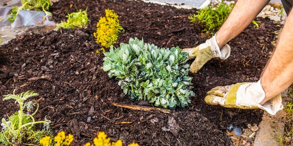 Person wearing gloves planting a small shrub in a garden bed covered with dark mulch.